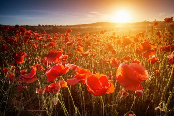 Armistice Day - We will remember them | Yeomans